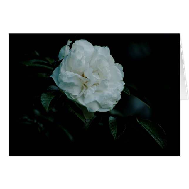 White Rose (Front Horizontal)