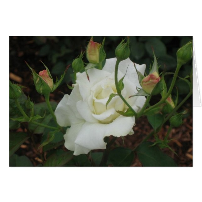 White Rose (Front Horizontal)