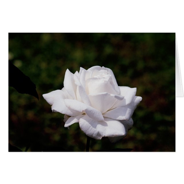 white rose (Front Horizontal)
