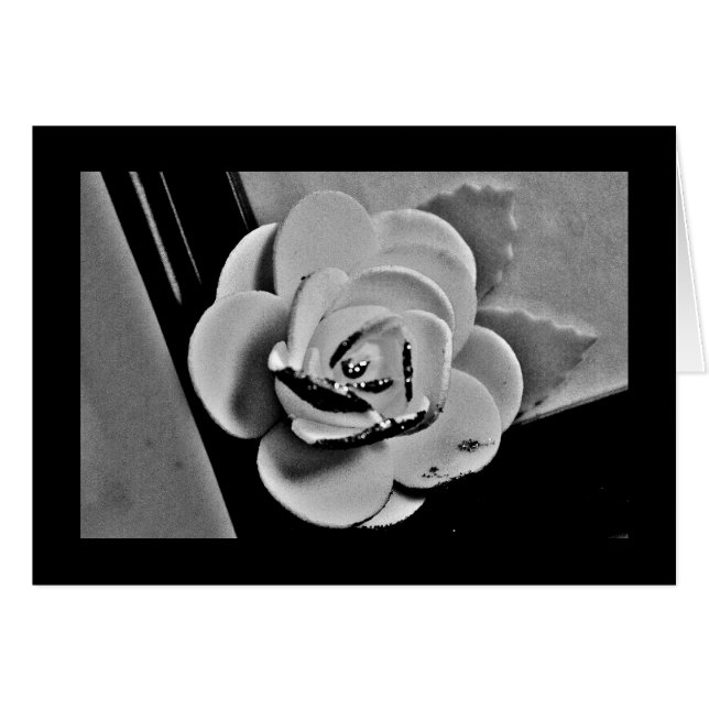 White Rose (Front Horizontal)
