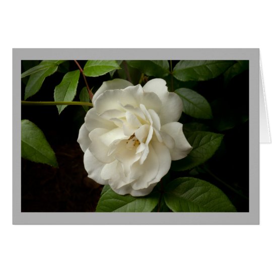 White rose and green leaves in spring time garden card