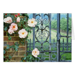 white Rose And Wrought Iron Gate flowers