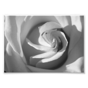 White Rose B&W Flower Photo Print