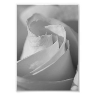 White Rose B&W Flower Photo Print