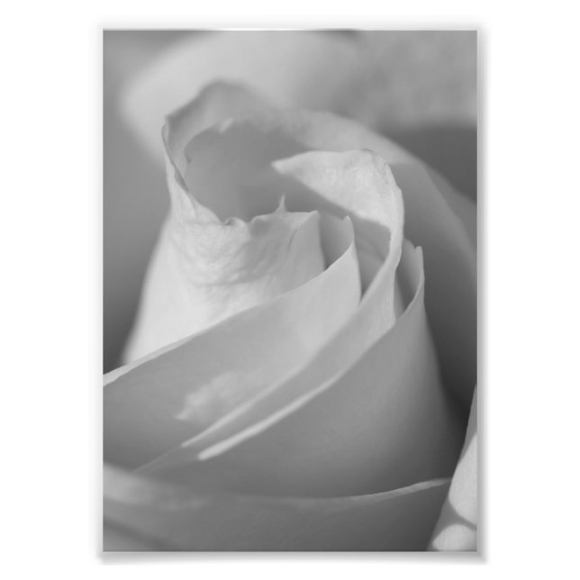 White Rose B&W Flower Photo Print (Front)