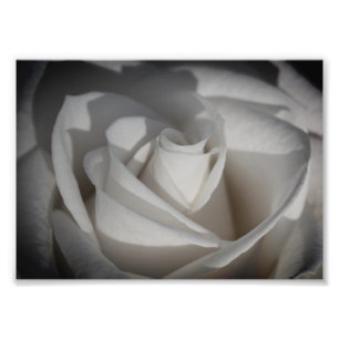 White Rose B&W Flower Photo Print