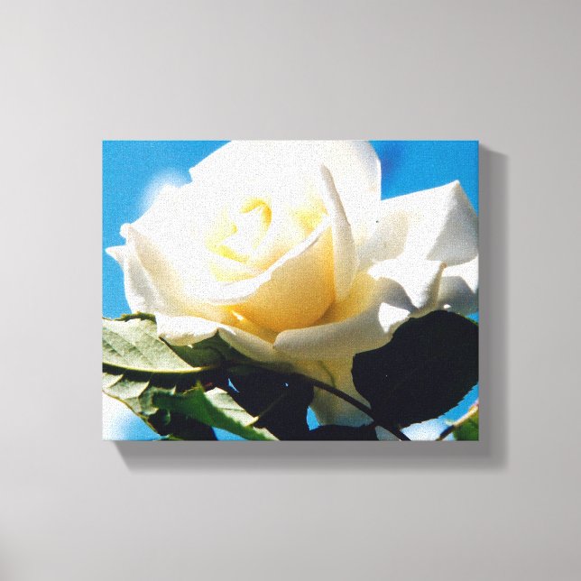 White Rose Beauty  Canvas Print (Front)