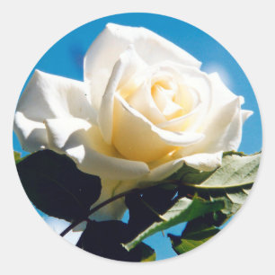 White Rose Beauty  Classic Round Sticker