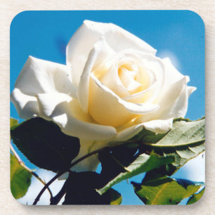 White Rose Beauty Coaster