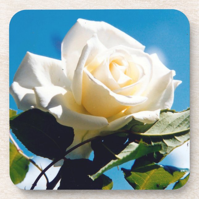 White Rose Beauty   Coaster (Front)
