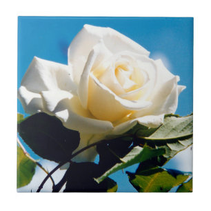 White Rose Beauty Tile