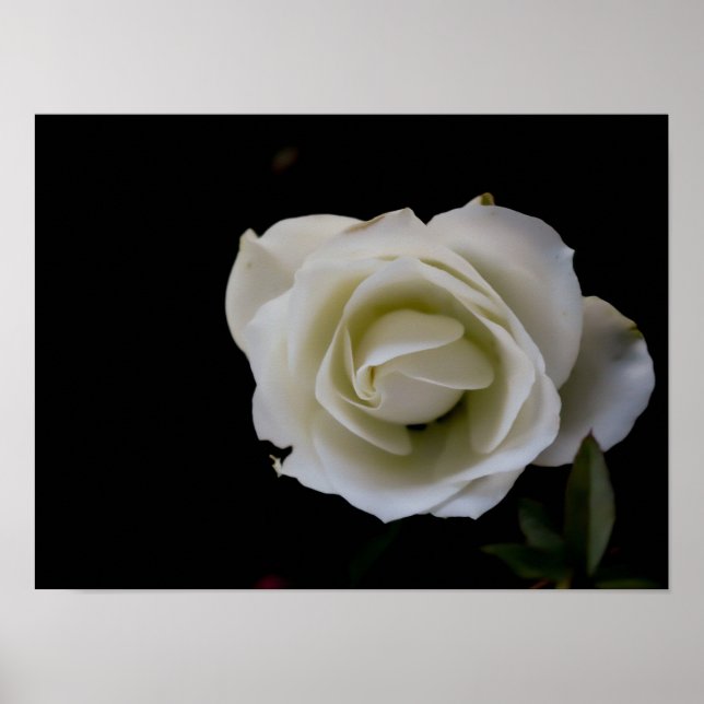 White rose blossom on black background poster (Front)