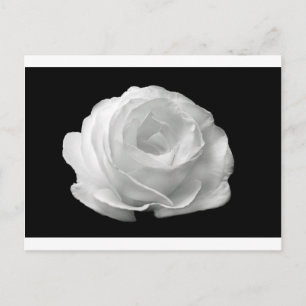 White Rose Blossoms Flowers Garden Peace Love Art Postcard