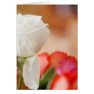 White Rose Bokeh Custom Text