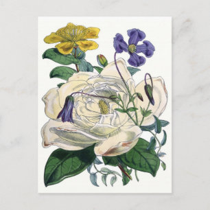 White Rose Botanical Illustration Postcard