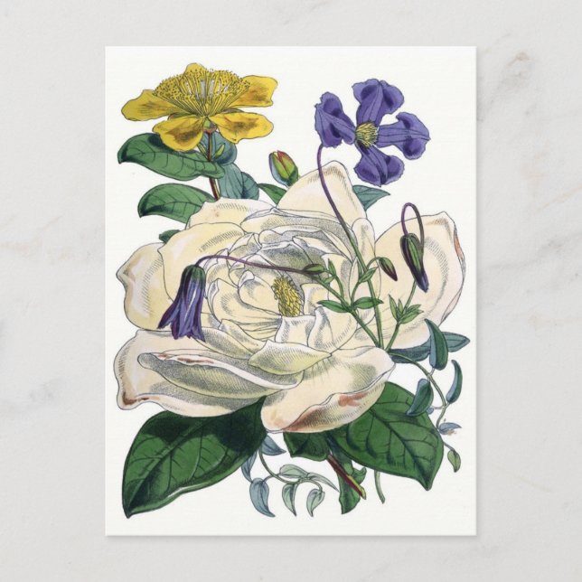 White Rose Botanical Illustration Postcard (Front)