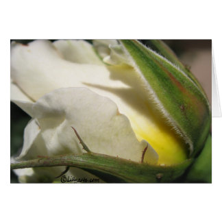 White Rose Bud Card