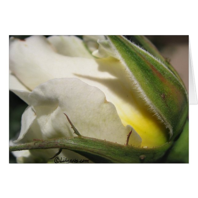 White Rose Bud Card (Front Horizontal)