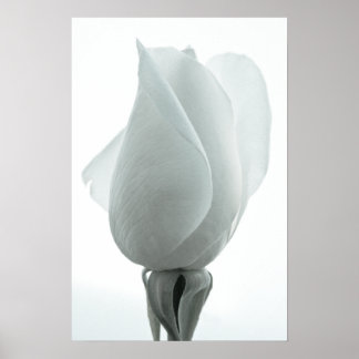 White rose bud ... poster
