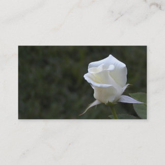 White rose business or profile card