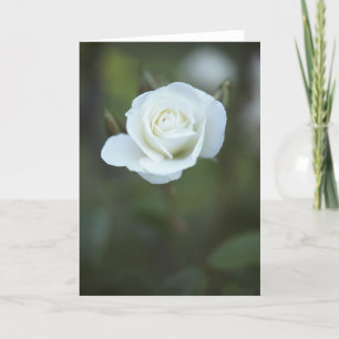 White Rose Card