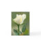White Rose Card