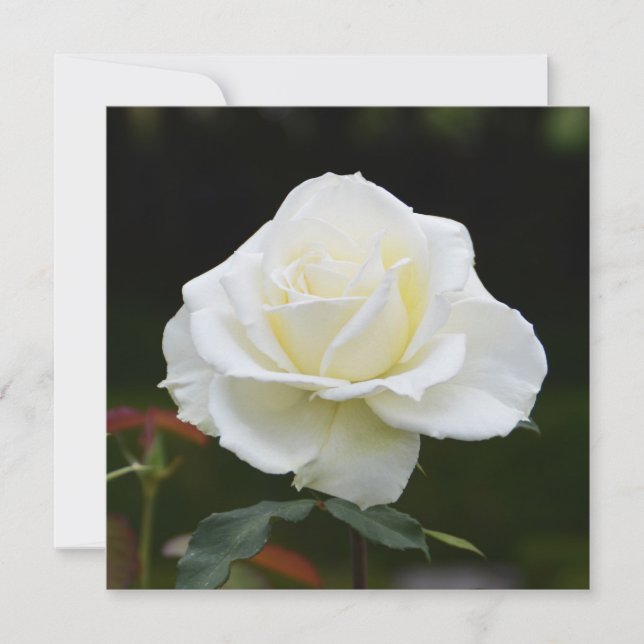 White rose card (Front)