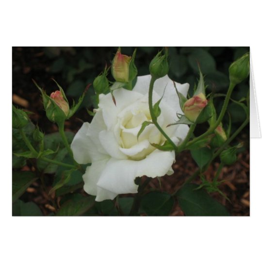 White Rose Card
