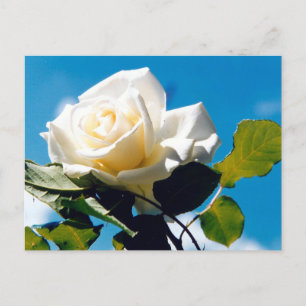 White rose - Celebrating Life   Postcard