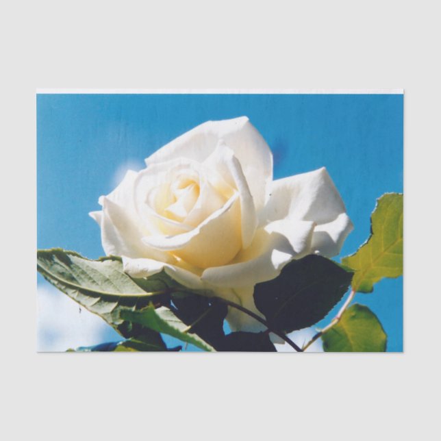 White rose - Celebrating Life   Tissue Paper (Front)