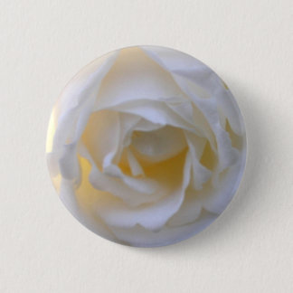 white rose close up button
