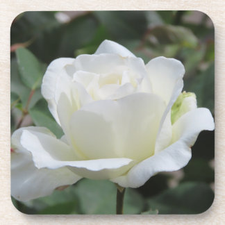 White Rose Coaster