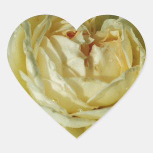 White Rose, Cream Flowers, Elegant Floral Heart Sticker
