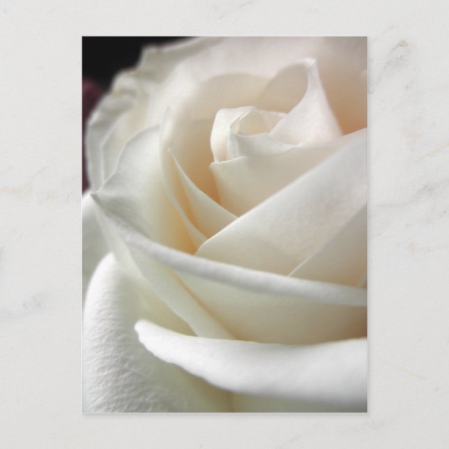 White Rose Floral Print Postcard (Front)