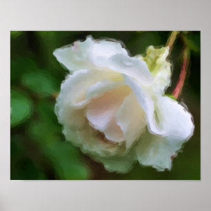 White Rose Flower Art Poster