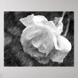 White Rose Flower Black Pencil Drawing  Poster
