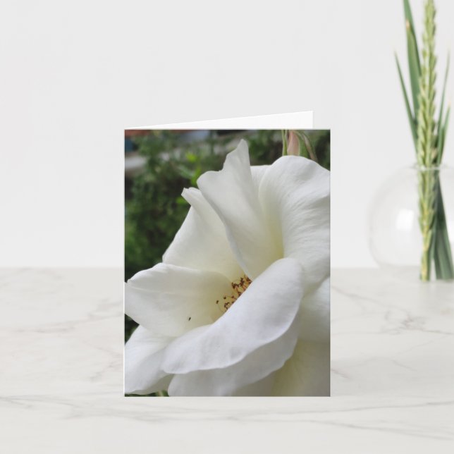 White rose flower card (Front)