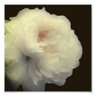 White Rose Flower In Full Bloom 8x8 Photo Print