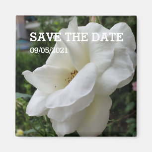 White rose flower magnet