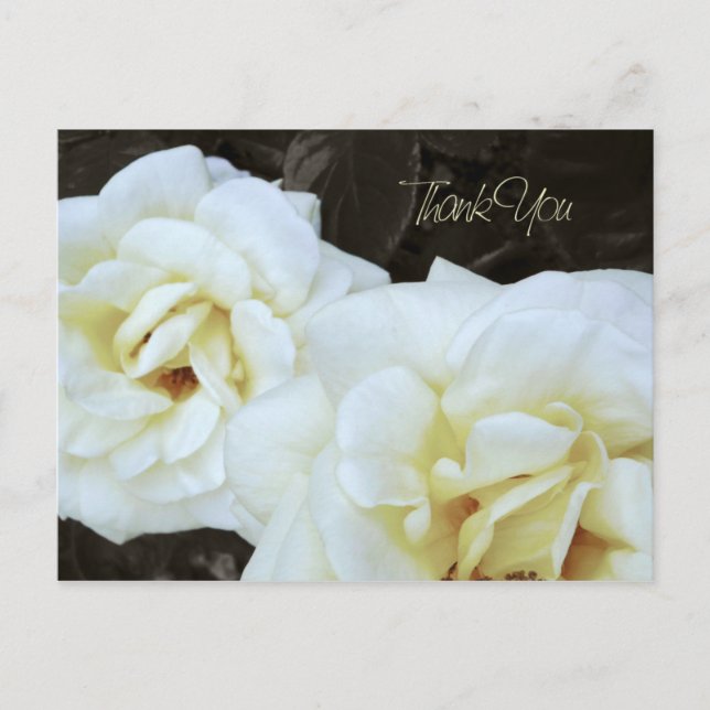 White Rose Flower | Thank You Postcards (Front)