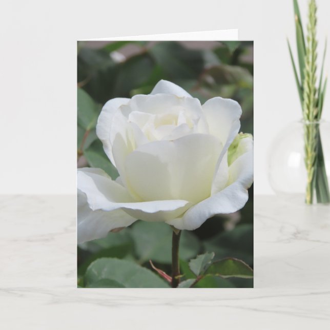 White Rose Greeting Card (Front)