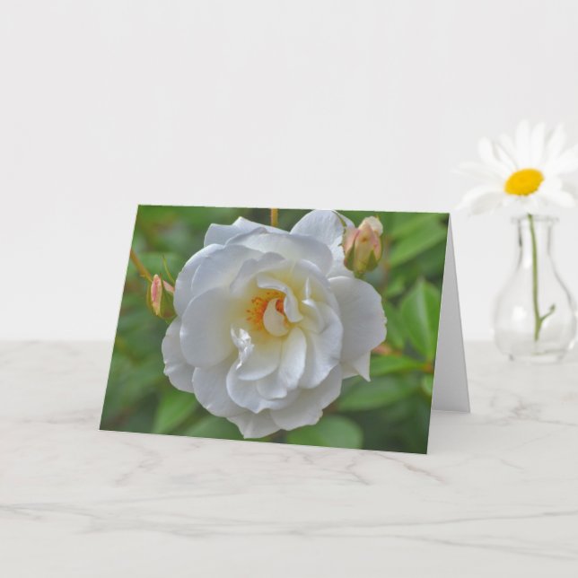 White Rose in a Garden Art Note Card (Small Plant)