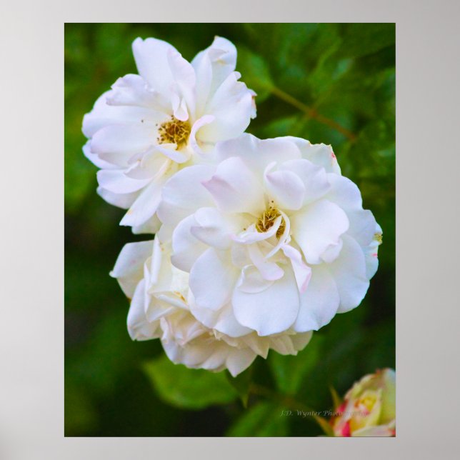 White Rose in bloom Poster (Front)