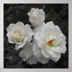 white rose in grey poster