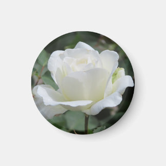 White Rose Magnet