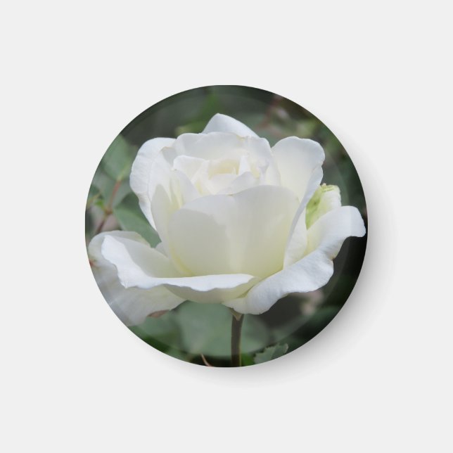White Rose Magnet (Front)
