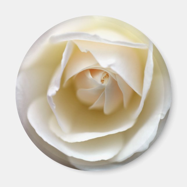 White Rose Magnet (Front)