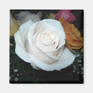 white rose magnet
