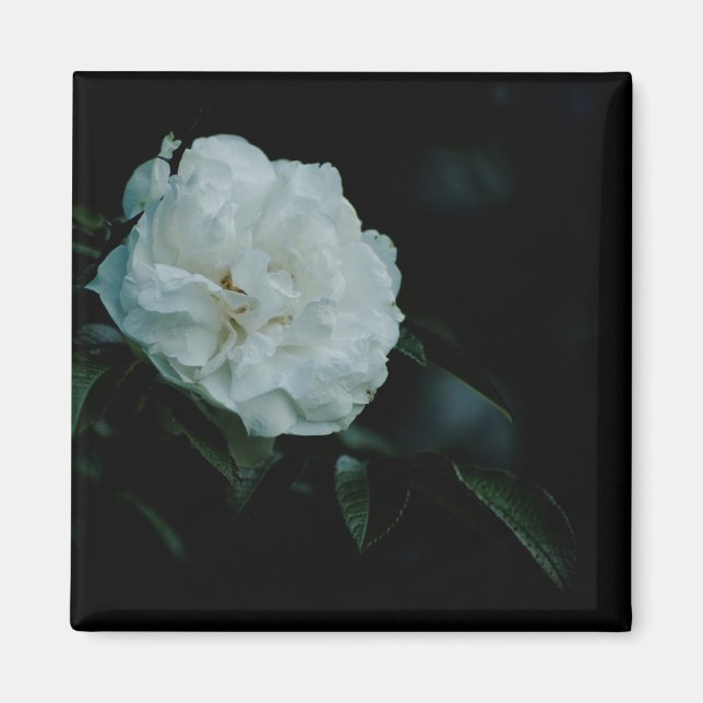 White Rose Magnet (Front)