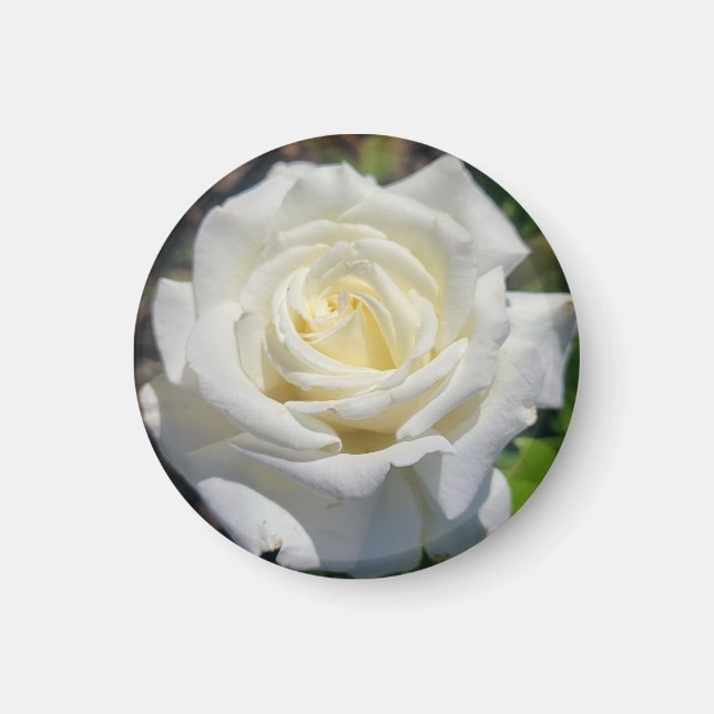 White Rose Magnet (Front)